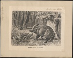 wild boar (Sus scrofa)