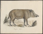 wild boar (Sus scrofa)