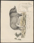 wild boar (Sus scrofa)