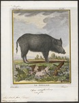 wild boar (Sus scrofa)