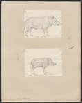 wild boar (Sus scrofa)