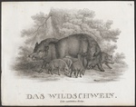 wild boar (Sus scrofa)