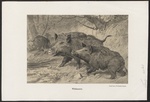 wild boar (Sus scrofa)