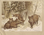 wild boar (Sus scrofa)