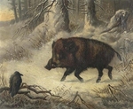 wild boar (Sus scrofa)