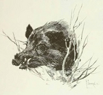wild boar (Sus scrofa)