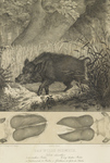 wild boar (Sus scrofa)