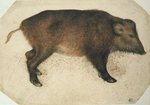 wild boar (Sus scrofa)