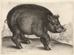 wild boar (Sus scrofa)