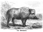 wild boar (Sus scrofa)