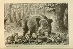 wild boar (Sus scrofa)