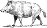 wild boar (Sus scrofa)