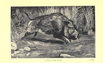 wild boar (Sus scrofa)