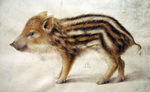 wild boar (Sus scrofa)