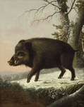 wild boar (Sus scrofa)