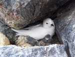 snow petrel (Pagodroma nivea)