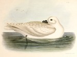 snow petrel (Pagodroma nivea)