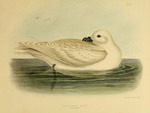 snow petrel (Pagodroma nivea)