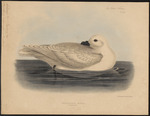 snow petrel (Pagodroma nivea)