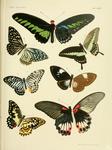 ..., common mime (Papilio clytia), banded swallowtail (Papilio demolion), Malayan zebra (Graphium d