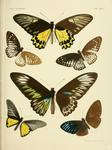 ...ing (Trogonoptera brookiana), golden birdwing (Troides rhadamantus), great blue mime (Papilio pa...
