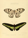 Graphium idaeoides, Rajah Brooke's birdwing (Trogonoptera brookiana)