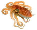 curled octopus (Eledone cirrhosa)