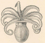 curled octopus (Eledone cirrhosa)