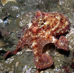 East Pacific red octopus, ruby octopus (Octopus rubescens)