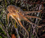 East Pacific red octopus, ruby octopus (Octopus rubescens)