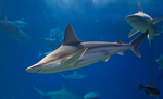 sandbar shark (Carcharhinus plumbeus)