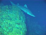 smalltooth sand tiger, bumpytail ragged-tooth (Odontaspis ferox)