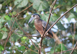 boat-billed heron, boatbill (Cochlearius cochlearius)