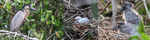 boat-billed heron, boatbill (Cochlearius cochlearius)