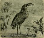 boat-billed heron, boatbill (Cochlearius cochlearius)