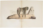 drill (Mandrillus leucophaeus)