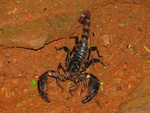 Arabian fat-tailed scorpion (Androctonus crassicauda)