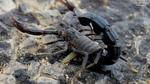 Arabian fat-tailed scorpion (Androctonus crassicauda)