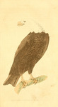 bald eagle (Haliaeetus leucocephalus)