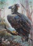 harpy eagle (Harpia harpyja)