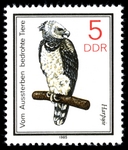 harpy eagle (Harpia harpyja)