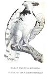 harpy eagle (Harpia harpyja)