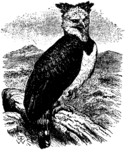 harpy eagle (Harpia harpyja)