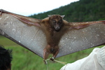 harpy fruit bat (Harpyionycteris whiteheadi)