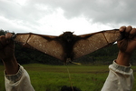 harpy fruit bat (Harpyionycteris whiteheadi)