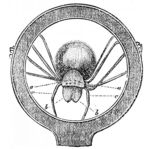 barn funnel weaver, domestic house spider (Tegenaria domestica)