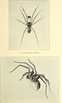 barn funnel weaver, domestic house spider (Tegenaria domestica)