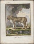 lion (Panthera leo)