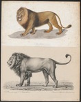 lion (Panthera leo)