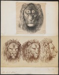 lion (Panthera leo)